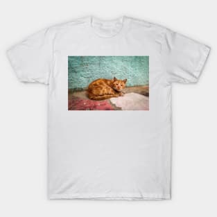 Cat orange T-Shirt